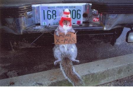 Name:  Merry-Xmas_Squirrel.jpg
Views: 892
Size:  27.1 KB