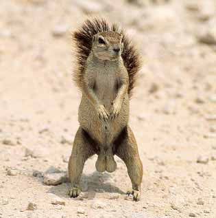 Name:  squirrel.jpg
Views: 312
Size:  10.5 KB