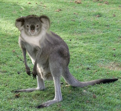 Name:  Eastern_Grey_Kangaroo_Young_Waiting.JPG
Views: 1307
Size:  106.3 KB