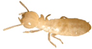 Name:  termite.png
Views: 811
Size:  18.7 KB