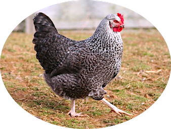 Name:  chicken geneticist 1.png
Views: 917
Size:  182.9 KB