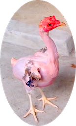 Name:  chicken geneticist 3.png
Views: 589
Size:  74.7 KB