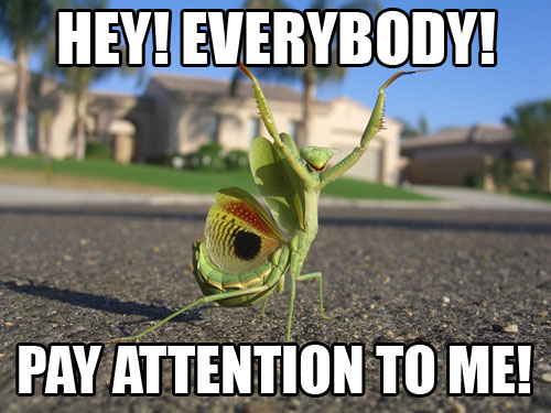 Name:  mantis.jpg
Views: 220
Size:  52.3 KB
