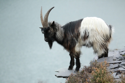 Name:  goat.jpg
Views: 197
Size:  67.9 KB