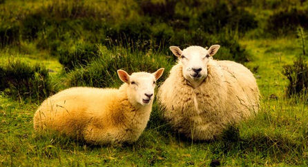 Name:  sheep.jpg
Views: 1207
Size:  41.5 KB