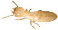 Name:  termite.png
Views: 812
Size:  18.7 KB