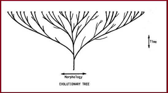 Name:  tree.png
Views: 387
Size:  45.6 KB