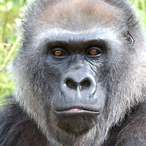 Name:  ape.jpg
Views: 30
Size:  28.8 KB