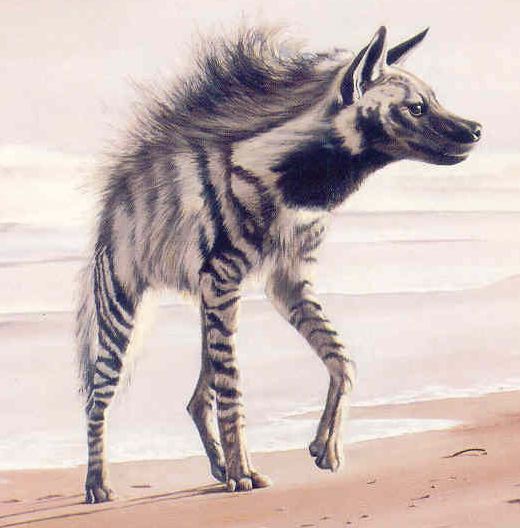 Name:  StripedHyaena.jpg
Views: 42
Size:  39.6 KB