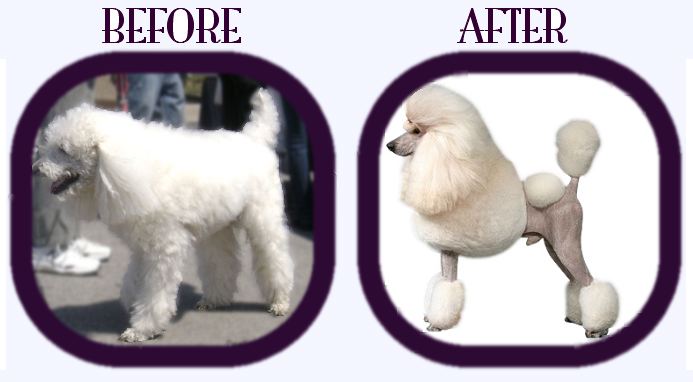 Name:  PoodleBeforeAfter.jpg
Views: 1044
Size:  33.0 KB