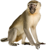 Name:  monkey.png
Views: 1457
Size:  16.0 KB