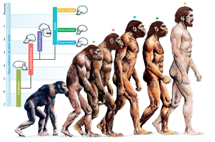 Name:  Evolution.jpg
Views: 44
Size:  113.3 KB