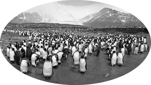 Name:  penguins.png
Views: 520
Size:  194.9 KB