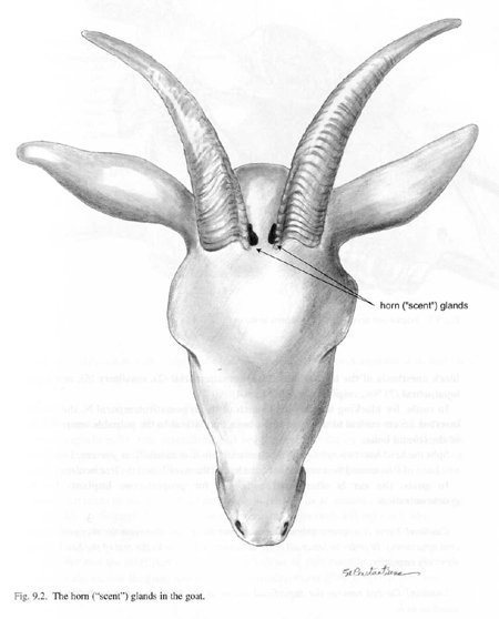 Name:  horn-glands,-goat.gif
Views: 142
Size:  110.0 KB