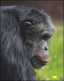 Name:  Chimp.jpg
Views: 223
Size:  18.3 KB