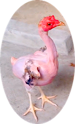 Name:  chicken geneticist 3.png
Views: 562
Size:  74.7 KB