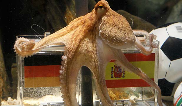 Name:  Octopus.jpg
Views: 1327
Size:  40.0 KB