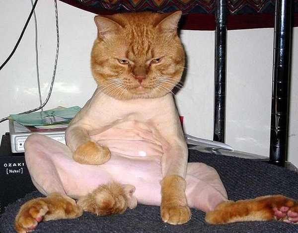 Name:  funny-looking-shaved-cat.jpg
Views: 71
Size:  31.7 KB