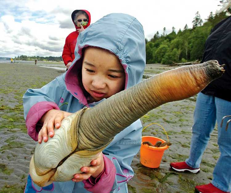 Name:  big-our-company-geoduck-clam.jpg
Views: 749
Size:  63.3 KB