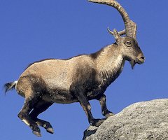 Name:  goat.jpeg
Views: 86
Size:  11.8 KB