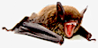 Name:  Clockwork Bat.png
Views: 494
Size:  9.3 KB