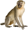 Name:  monkey.png
Views: 1516
Size:  16.0 KB