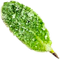 Name:  Mint.png
Views: 735
Size:  13.8 KB