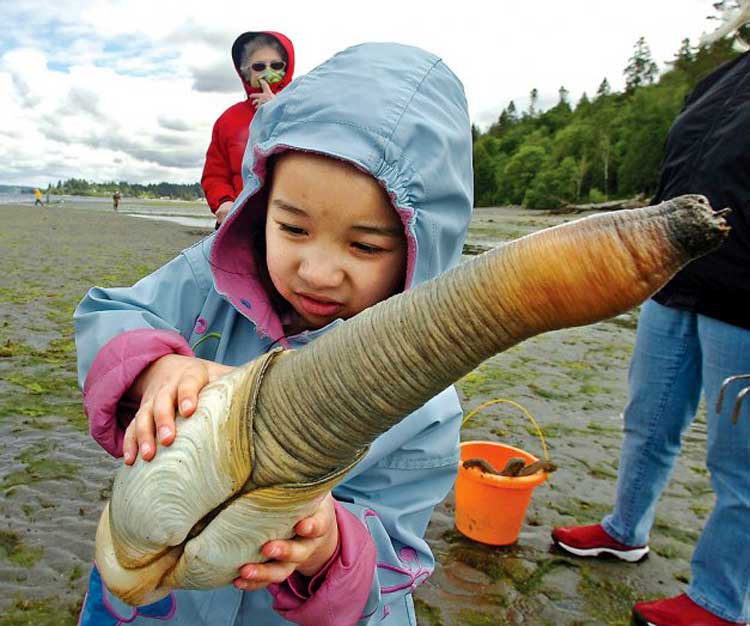 Name:  big-our-company-geoduck-clam.jpg
Views: 750
Size:  63.3 KB