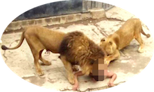 Name:  LIONS.png
Views: 155
Size:  60.8 KB