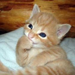Name:  cute kitten.jpg
Views: 816
Size:  21.1 KB