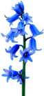 Name:  BLUEBELLS.png
Views: 68
Size:  16.7 KB