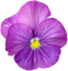 Name:  VIOLETS.png
Views: 490
Size:  9.5 KB