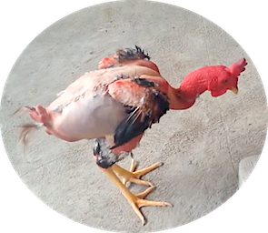 Name:  chicken geneticist 2.png
Views: 762
Size:  140.0 KB