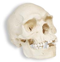 Name:  skull_01.JPG
Views: 130
Size:  5.1 KB