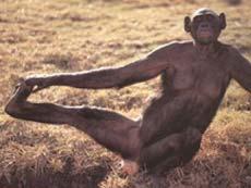 Name:  Bonobo01.JPG
Views: 399
Size:  9.2 KB