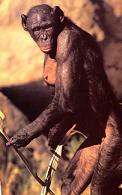 Name:  bonobo02.JPG
Views: 657
Size:  6.7 KB