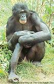 Name:  bonobo03.JPG
Views: 608
Size:  8.0 KB