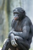 Name:  bonobo04.JPG
Views: 599
Size:  5.4 KB