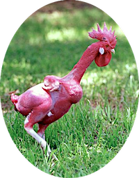 Name:  chicken geneticist 4.png
Views: 1095
Size:  115.0 KB