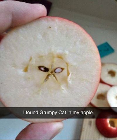 Name:  Funniest_Memes_i-found-grumpy-cat-in-my-apple_10825.jpg
Views: 463
Size:  25.5 KB