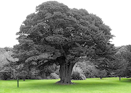 Name:  tree prenup.png
Views: 34
Size:  188.3 KB