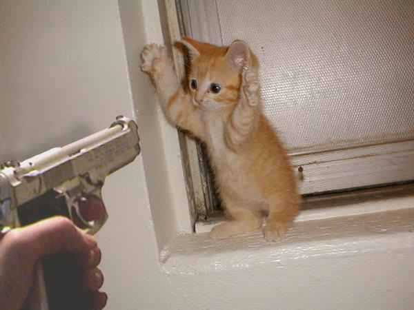 Name:  cat burglar.jpg
Views: 102
Size:  18.6 KB