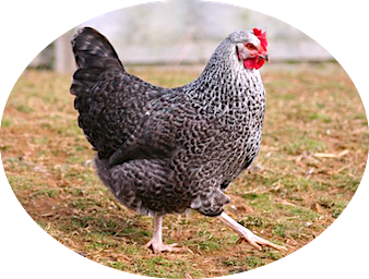 Name:  chicken geneticist 1.png
Views: 923
Size:  182.9 KB