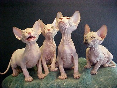 Name:  Sphynx-015.jpg
Views: 261
Size:  31.7 KB