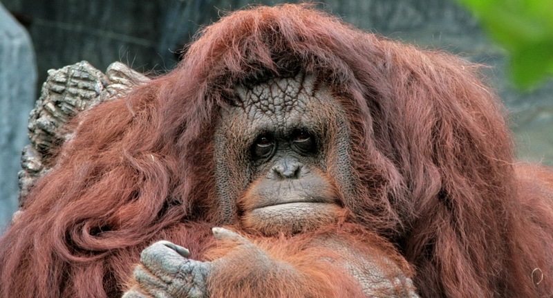 Name:  orangutan2.jpg
Views: 182
Size:  140.1 KB