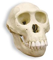 Name:  skull_bonobo.jpg
Views: 127
Size:  21.1 KB