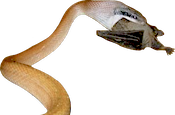 Name:  SNAKE 11.png
Views: 116
Size:  21.4 KB