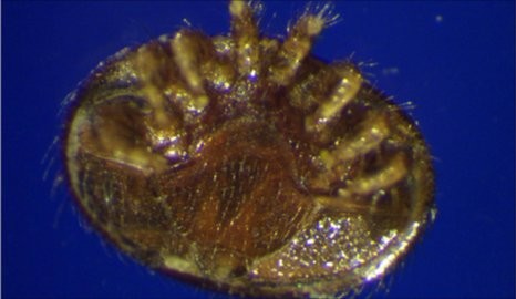 Name:  Varroa.jpg
Views: 51
Size:  26.7 KB