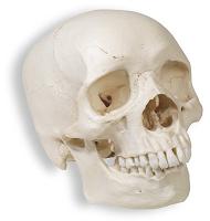 Name:  skull_02.JPG
Views: 127
Size:  5.1 KB