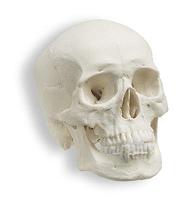 Name:  skull_03.JPG
Views: 127
Size:  4.1 KB